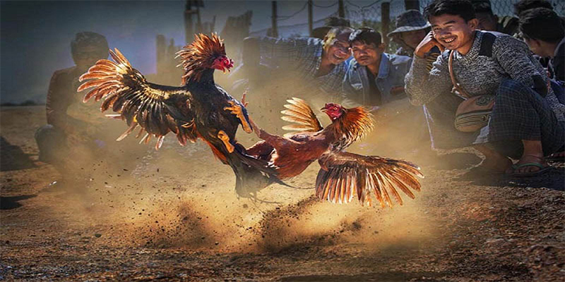 vn88pro người chia bài trong casino gọi là gì