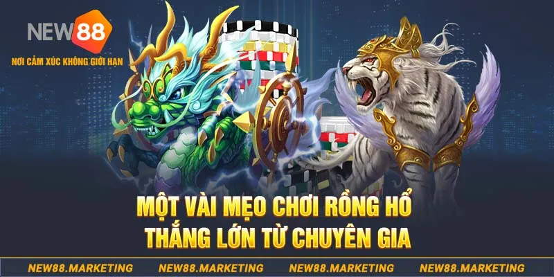 vn88pro gà chọi cu cần